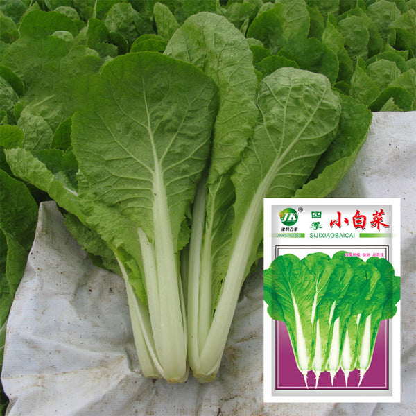 The Four Seasons of Chinese Cabbage Seeds, 5 × 5g Bags