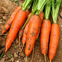 'Huangjian No.1' Carrot Seeds, 10g