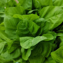 Green Round Leaf Amaranth Seeds, 10g