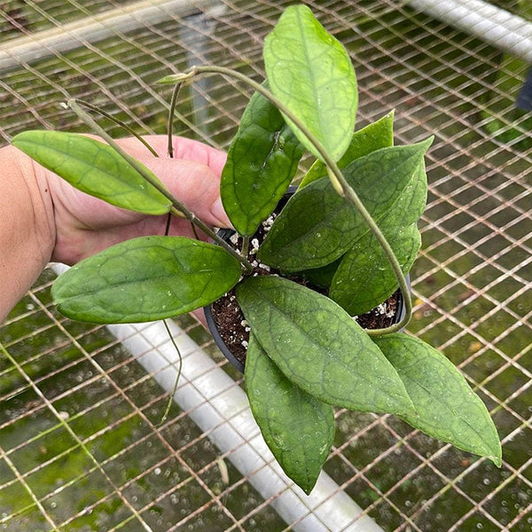 Hoya finlaysonii Narrow Leaf, 4 Cuttings
