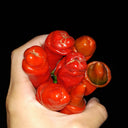 Red Peter Pepper, 10 ~ 20 Seeds