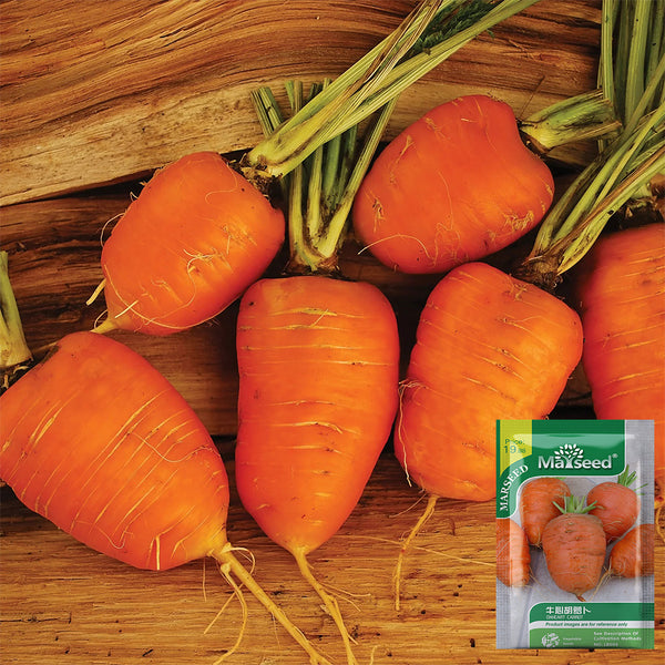 U2225 Oxheart Carrot, 50~100 Seeds