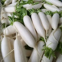 New White Jade Spring Radish Seeds, 5g