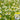 Hezhichun German Chamomile, 300 Seeds