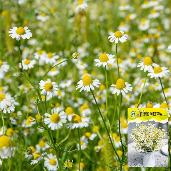 Hezhichun German Chamomile, 300 Seeds