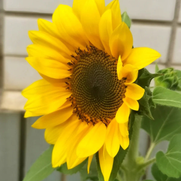 Dwarf Potted Sunflower Seeds, 5g