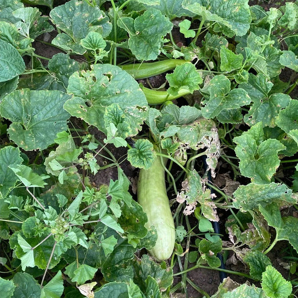 Green-veined Oriental Pickling Melon Seeds, 50 Seeds