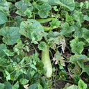 Green-veined Oriental Pickling Melon Seeds, 50 Seeds