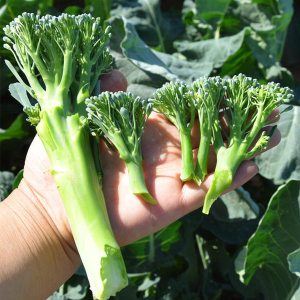 Green Sprouting Broccoli No.2 Hybrid Seeds, 30 Seeds