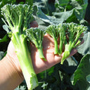 Green Sprouting Broccoli No.2 Hybrid Seeds, 30 Seeds