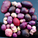 True Potato Seeds (TPS), Chiar Choque Pitu (Solanum curtilobum), 4 Seeds