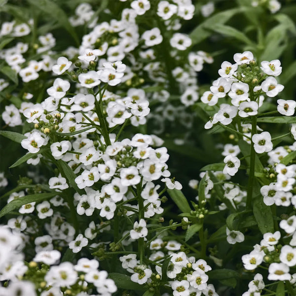 White Sweet Alyssum, 1g