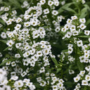 White Sweet Alyssum, 1g