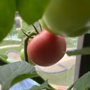 Super Sweet Pink Beauty Tomato, 20 Seeds