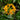 Golden Spider Lily, 3 Bulbs