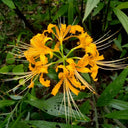 Golden Spider Lily, 3 Bulbs