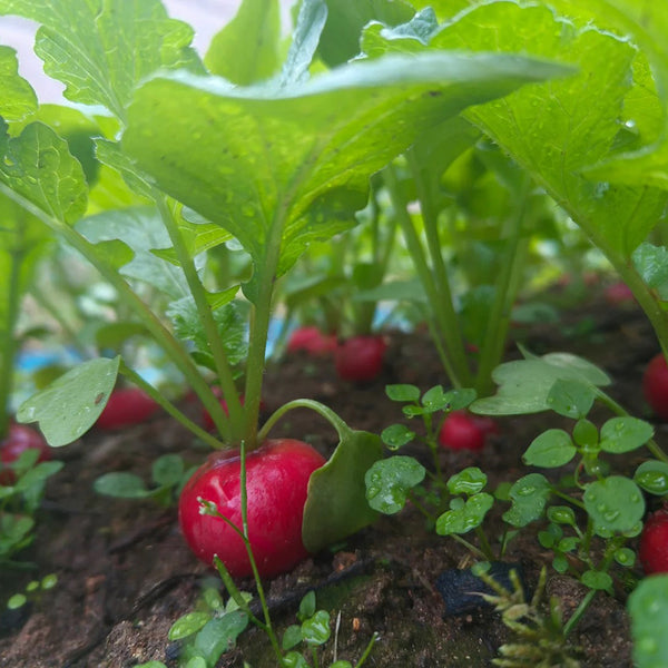 Meiying Cherry Radish Seeds, 5g