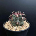 Thelocactus bicolor, 3-4cm