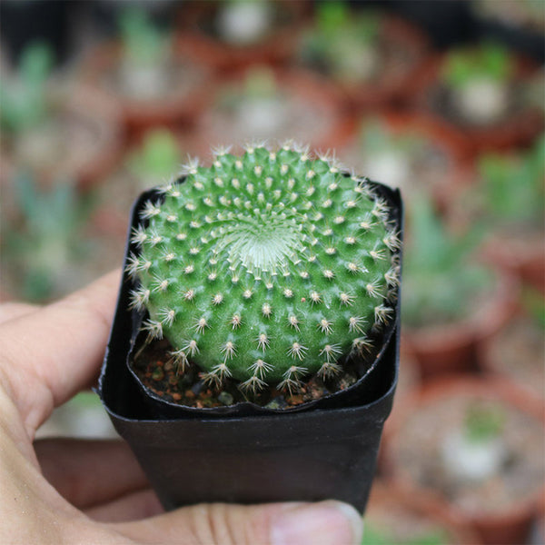Parodia haselbergii subsp. graessneri 'Green', 3-4cm