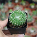 Parodia haselbergii subsp. graessneri 'Green', 3-4cm