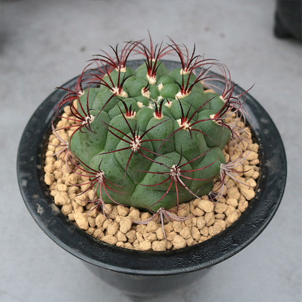 Gymnocalycium saglionis, 3-4cm