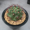 Gymnocalycium saglionis, 3-4cm