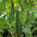 Thai Green Thumb Luffa, 3 Seeds