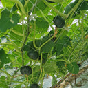 Beibei No.4 Baby Pumpkin, 2 Bags × 5 Seeds