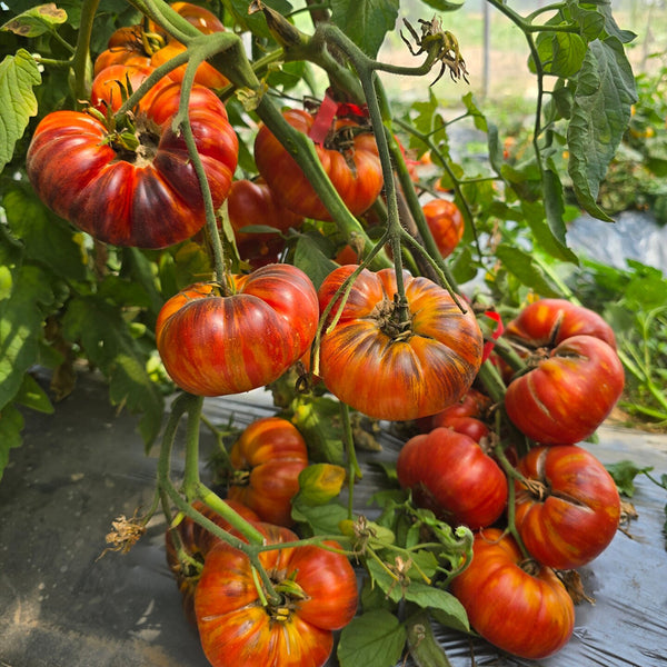 868 Brilliant Sun Tomato, 5 Seeds