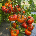 868 Brilliant Sun Tomato, 5 Seeds