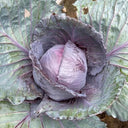 'Purple Crystal' Cabbage, 500 Seeds