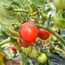 'Jingfan Fenxing No.2' Tomato, 10 Seeds
