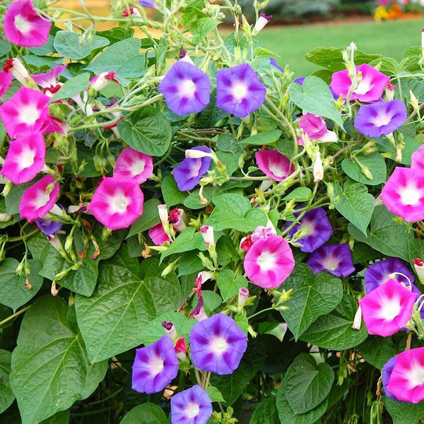 Mixed Color Morning Glory Seeds, 200 Seeds
