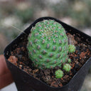 Aylostera 'Karel' Cactus, 2-3cm