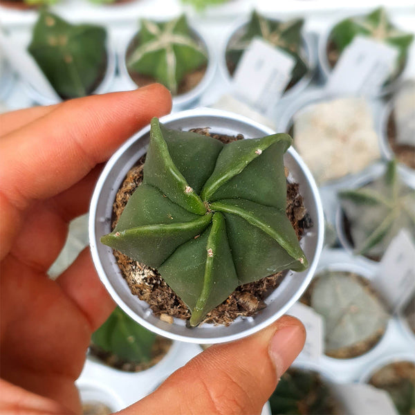 Pentagonal Glazed Bishop's Cap Live Cactus
