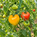407 Cœur de Zèbre Abricot Tomato, 5 Seeds