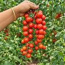 338 Minusinsk Red Cherry Tomato, 5 Seeds