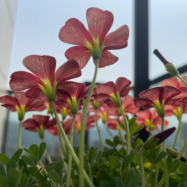 Oxalis versicolor 'Cherry Cream', 5 Bulbs