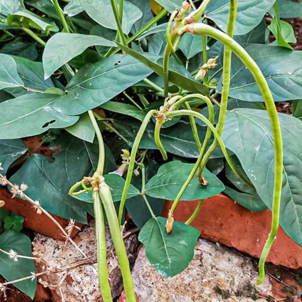 No Trellis Required Yardlong Bean Seeds, 5 × 50-seed Bags