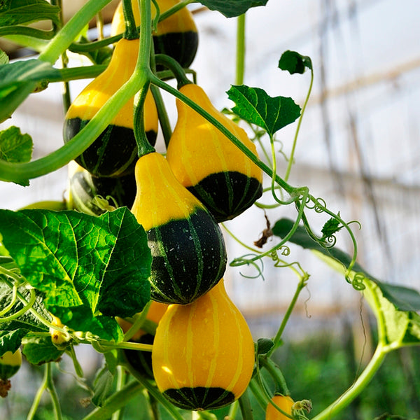 Little Rascal Gourd Seeds, 2g