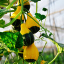 Little Rascal Gourd Seeds, 2g