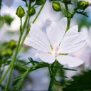 White Flowered Mallow, 200 Seeds