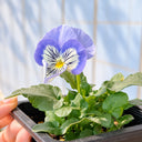 U2336 Cats Plus Marina F1 Pansy, 5 Seeds