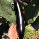 'Glossy Black' Long Eggplant Seeds