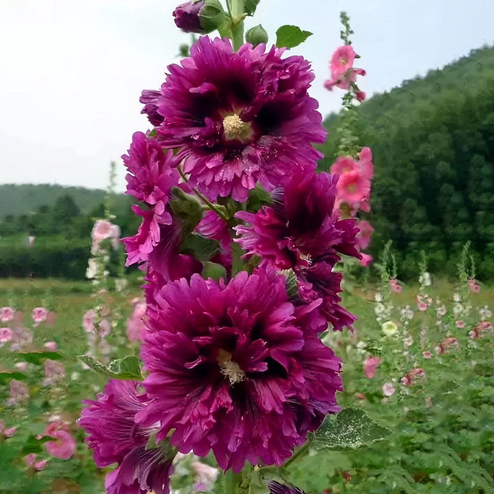 Alcea 'Queeny Purple'