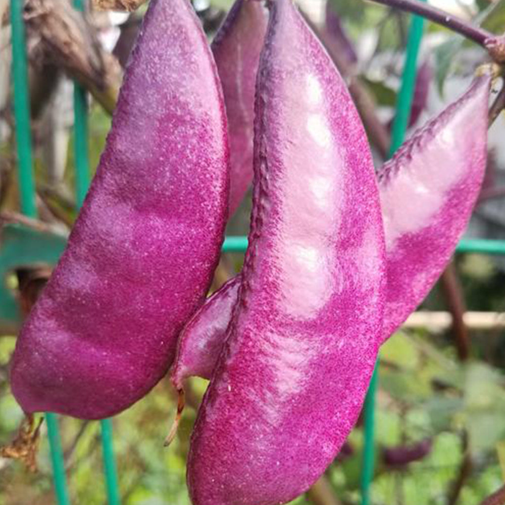 Fresh Purple-Red Hyacinth Bean