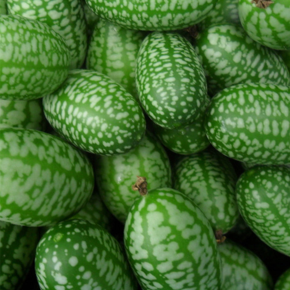 Cucamelons Seeds, Mexican Sour Gherkins