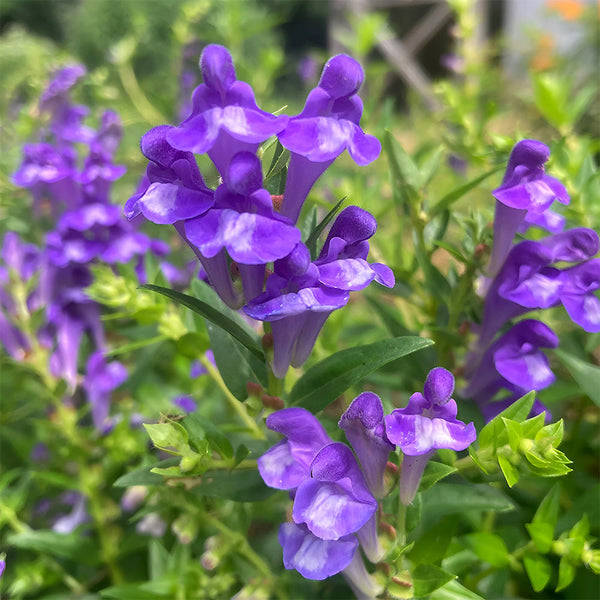 Chinese Skullcap Seeds