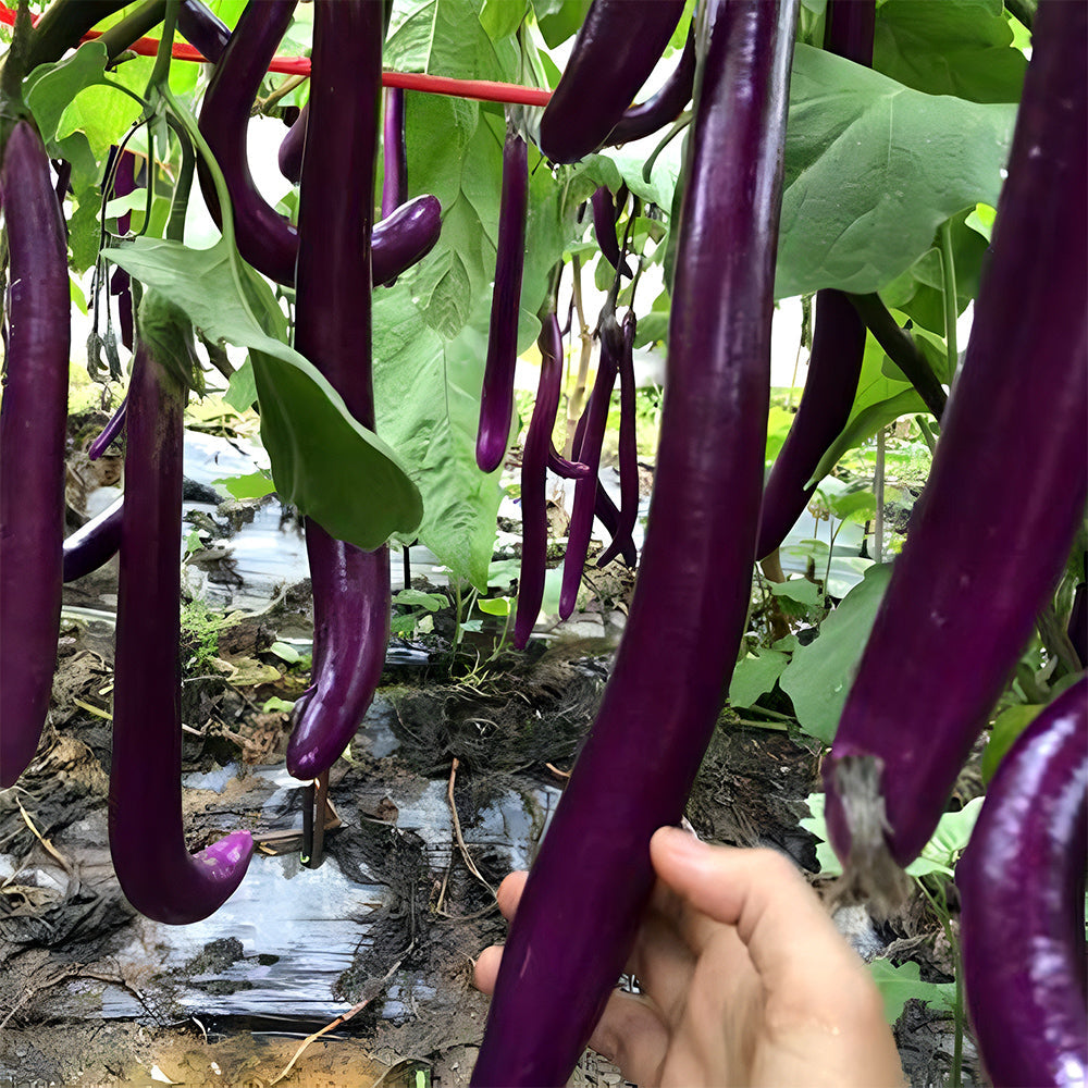 'Purple Dragon' Hangzhou Eggplant Seeds