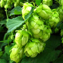 Hop Seeds, Pack of 10
